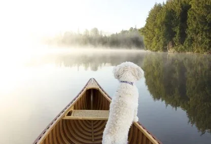 Puppy sitting up on a canoe overlooking the lake